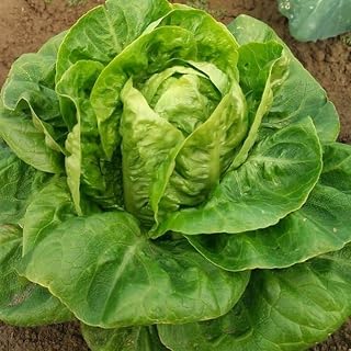 2000 Little Gem Romaine Lettuce Seeds for Planting 4+ Grams of Seeds Non GMO Heirloom Garden Vegetable Survival Baby Greens Bulk