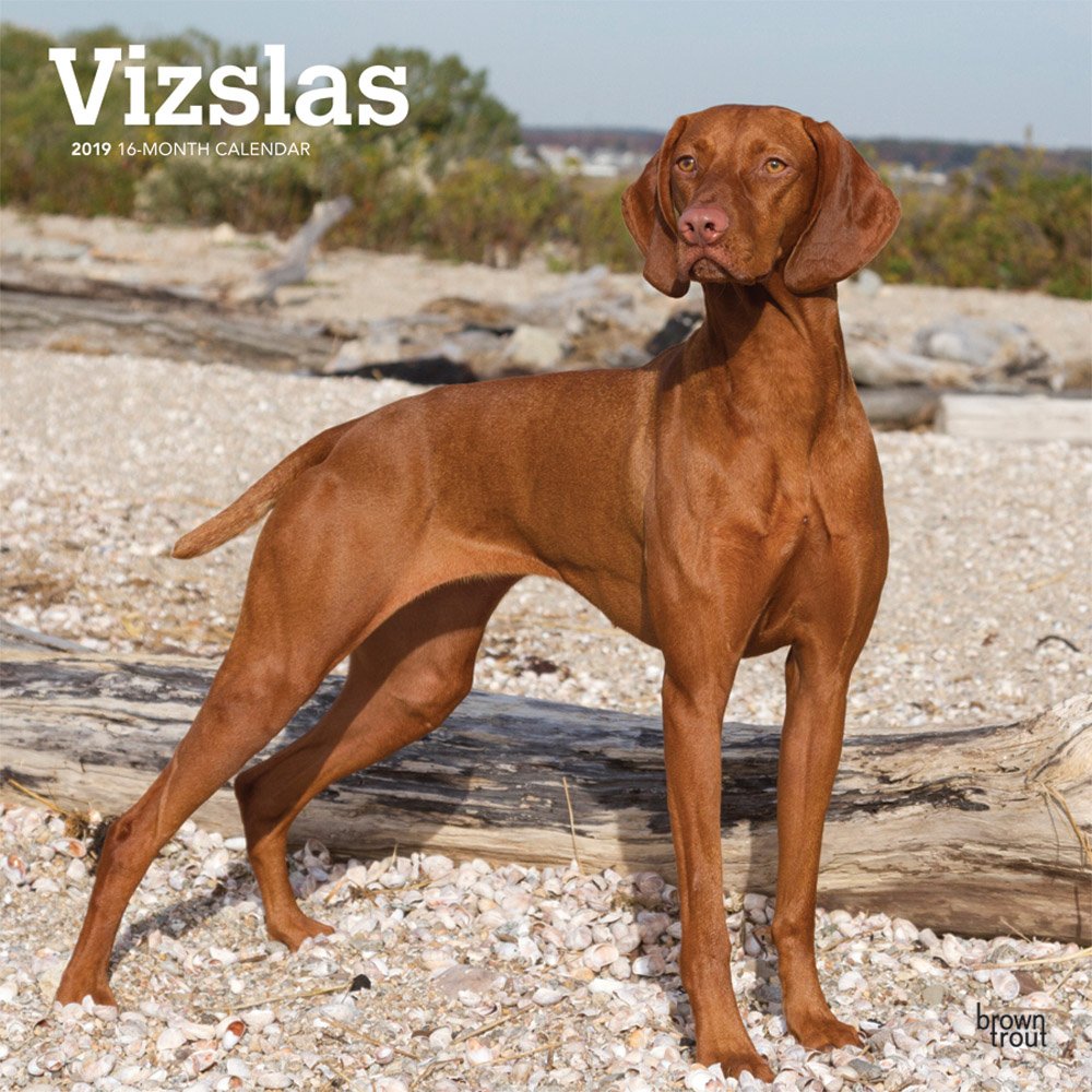 Vizslas 2019 12 x 12 Inch Monthly Square Wall Calendar, Animals Dog Breeds (Multilingual Edition)