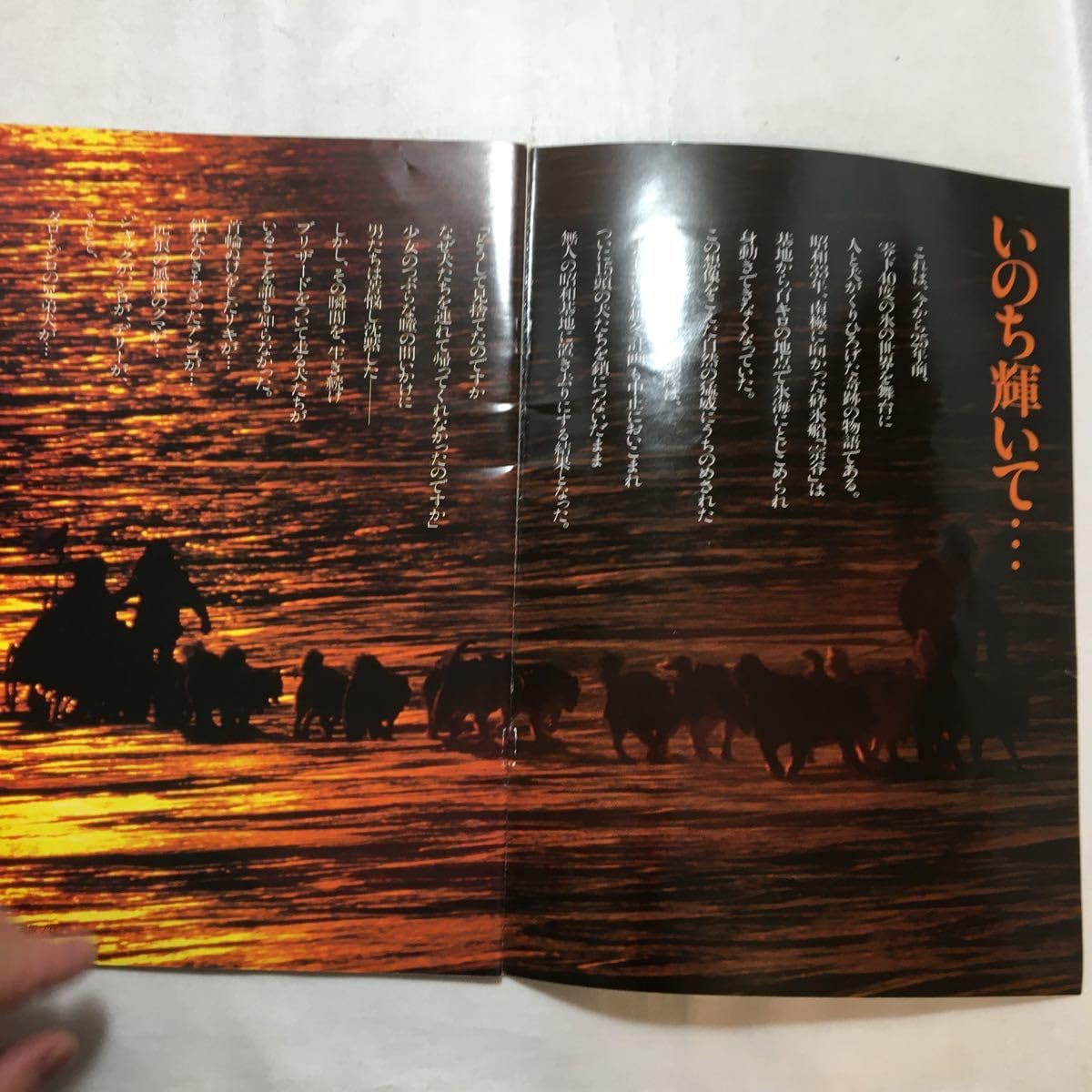 映画パンフレット147冊　　　　　　(更に更に値下げしました) 51CJZ05UIRL._AC_UF350,