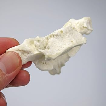 3B社 脊椎骨模型 椎骨24個セット (品番：A793) Amazon.co.jp: 頚椎7個，胸椎12個，腰椎5個の骨模型セット，専用