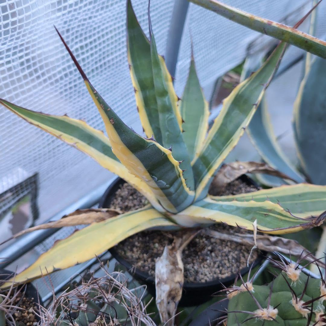 アガベ サルミアナ フェロックス バターフィンガー 斑入り 50センチ