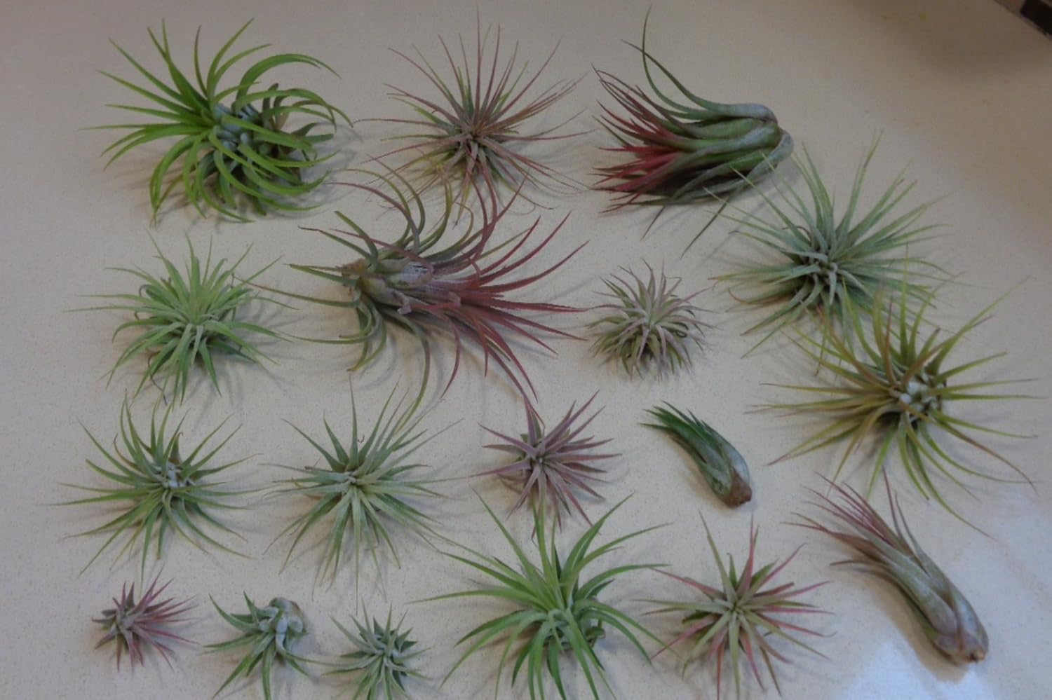 Plants, Seeds & Bulbs Flowers Patio, Lawn & Garden 5 Pack Tillandsia Ionantha Rubra Air Plants