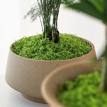 KEYUSHOP 7 oz Fake Green Moss Decorative Artificial Moss for Crafts Decorative Artificial Moss Preserved Reindeer Moss for DIY Decorative Moss Table Centerpieces Decor Wall Art