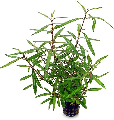Plantas de acuario vivas en maceta | Plantas acuáticas de agua dulce para acuarios (Hygrophila Araguaia)