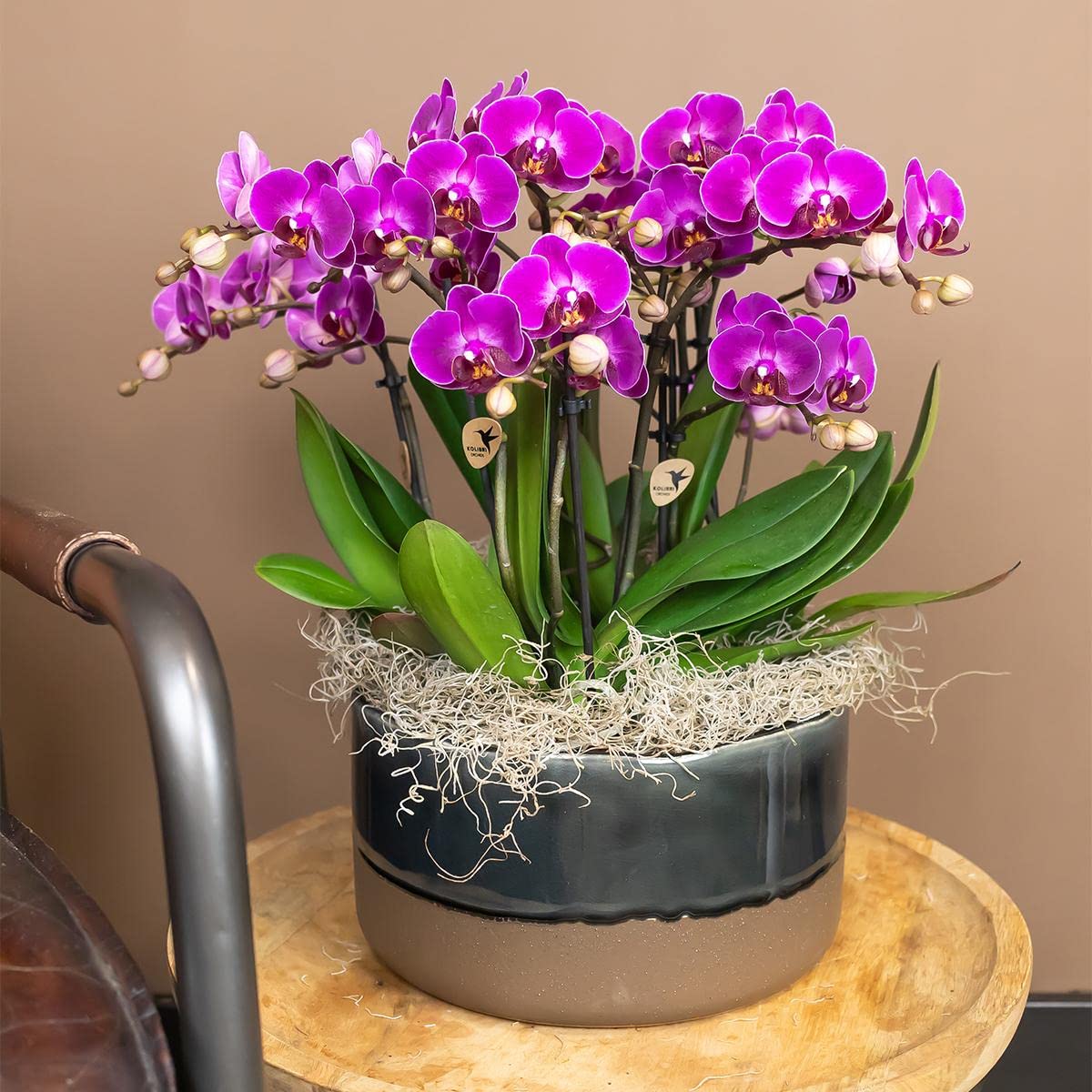 Orquídeas Kolibri | Orquídea Phalaenopsis morada - Morelia - Tamaño de maceta de 9 cm de diámetro | Planta de interior floreciente - Fresca del criador