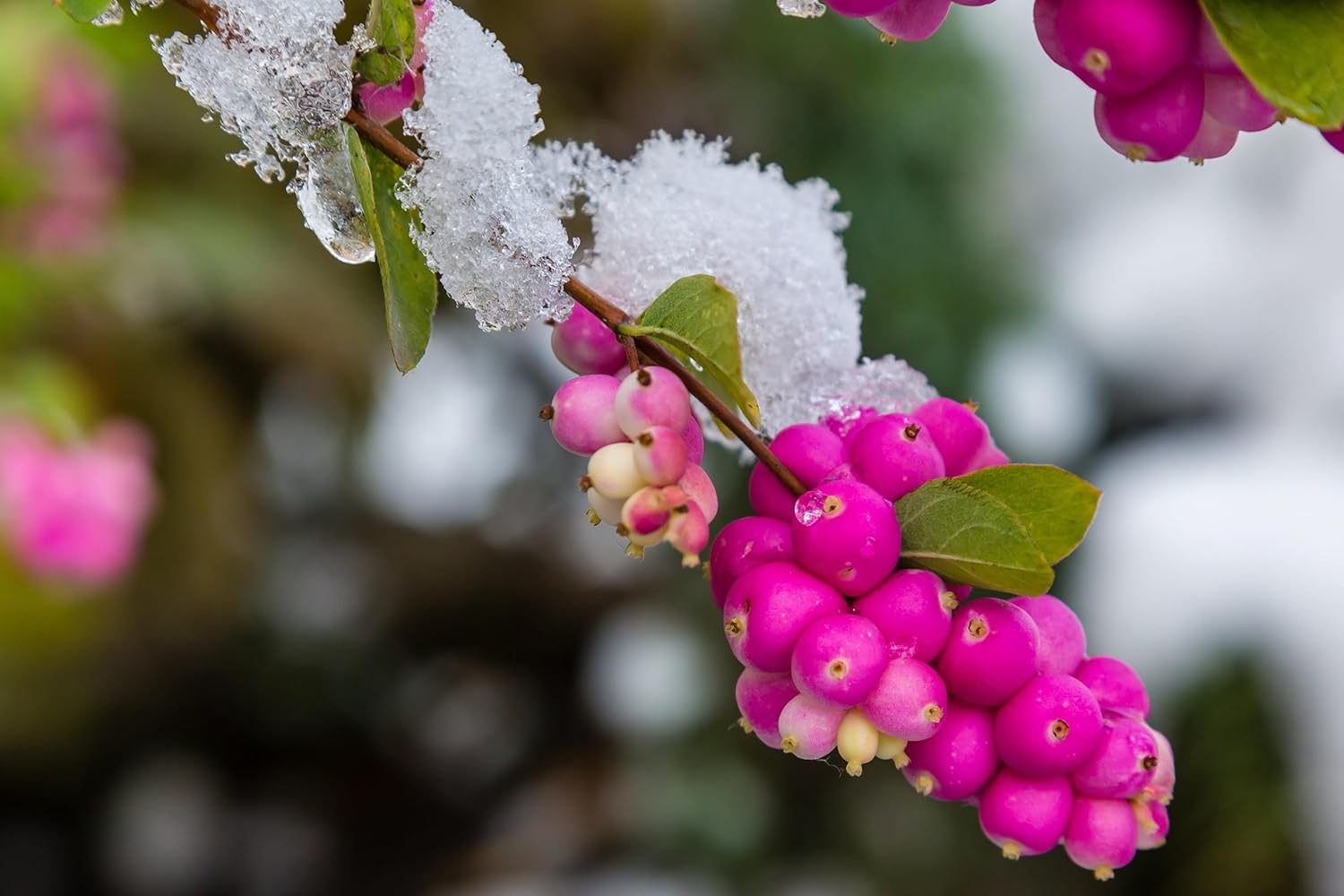 3 Bubble Gum Currant Plants for Growing - 1 Year Old Well Rooted Seedlings - Indian Currant