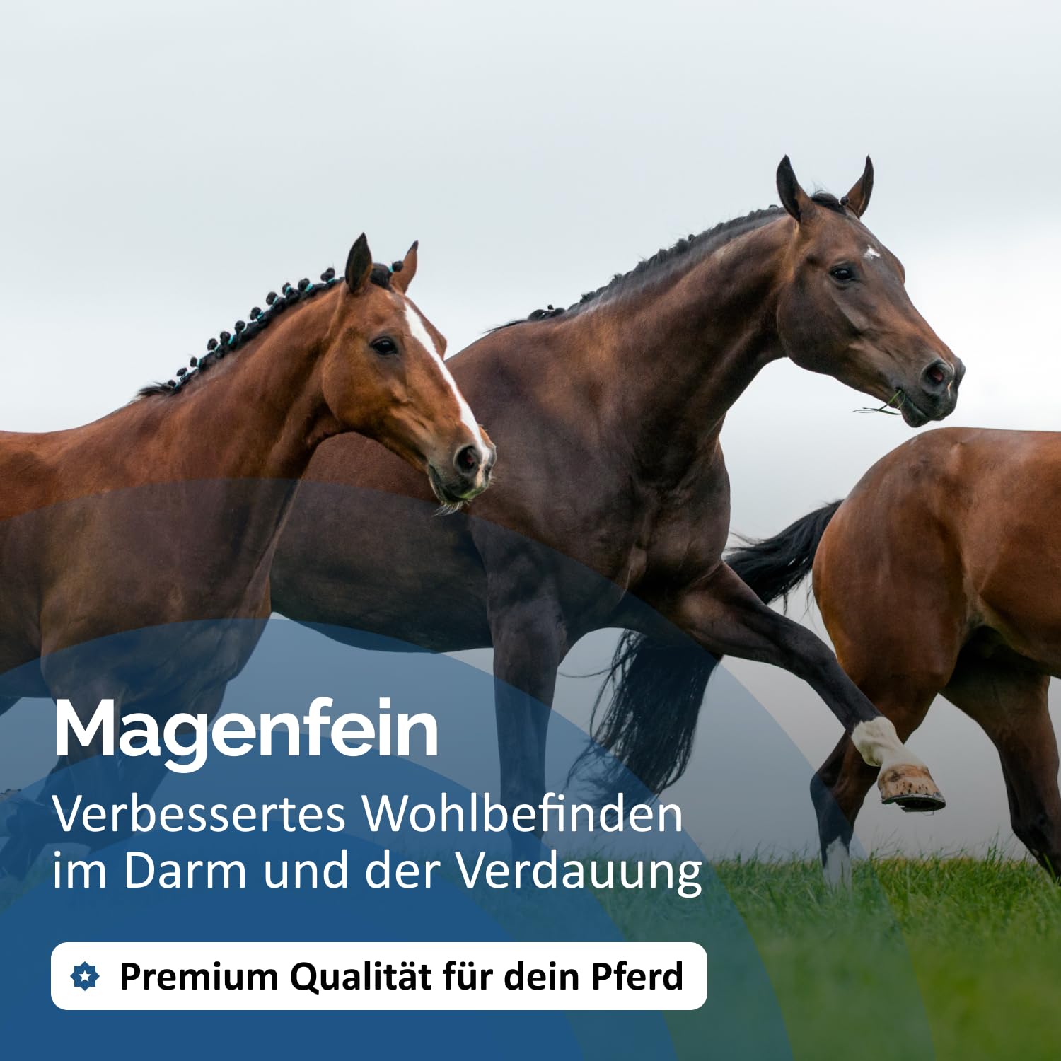 The Horse Vitality Company Magenfein 1 kg Pulver | Ergänzungsfuttermittel für Pferde mit Kräutern & Vitalstoffen | Verdauuung, Koliken, Kotwasser | 100% natürlich | Made in Germany