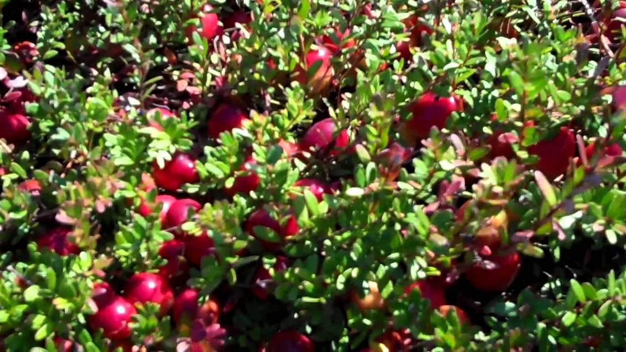 cranberryページ GT's Synergy Cosmic Cranberry Kombucha Beverage - Lunds