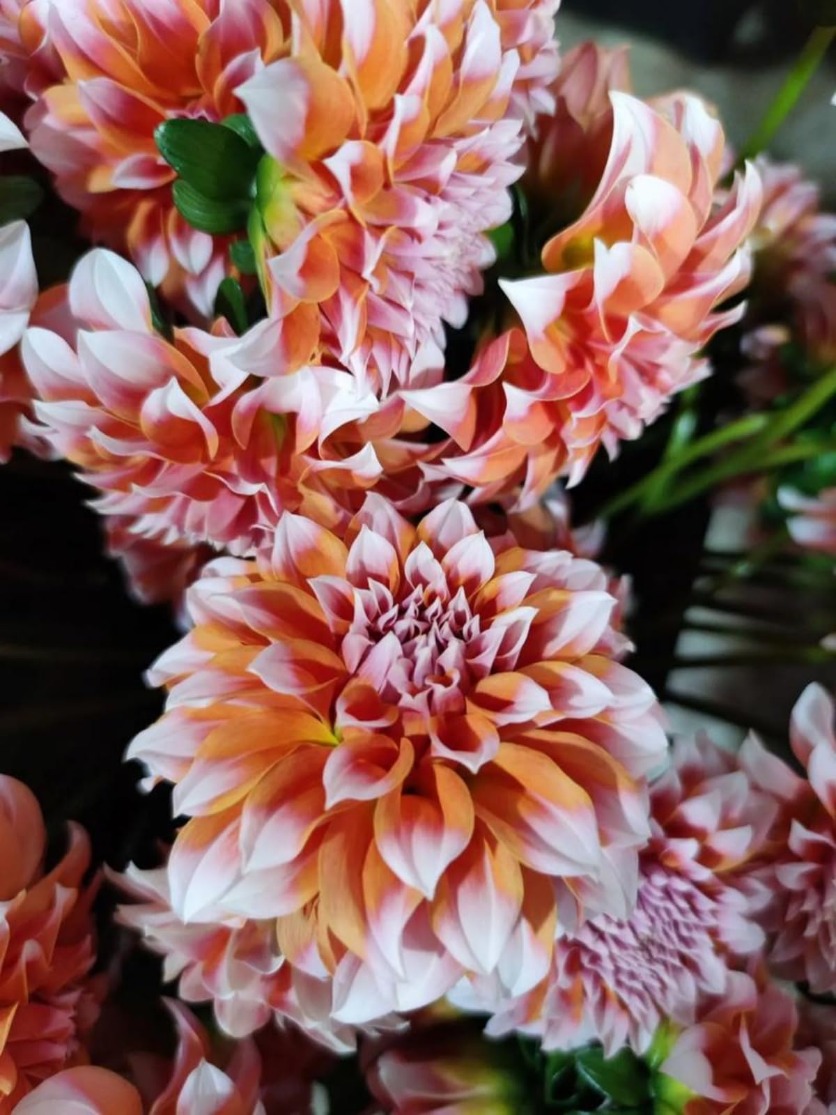 Dahlia tubers/Dahlia for Planting UK-Potted/Plants/Rhizome/Resistant/Bedding/Gorgeous/Ornamental-8 Bulbs-E