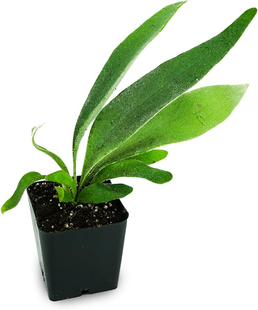 Sprig & Stone Live Mini Ferns Terrarium Plants (Victoria)