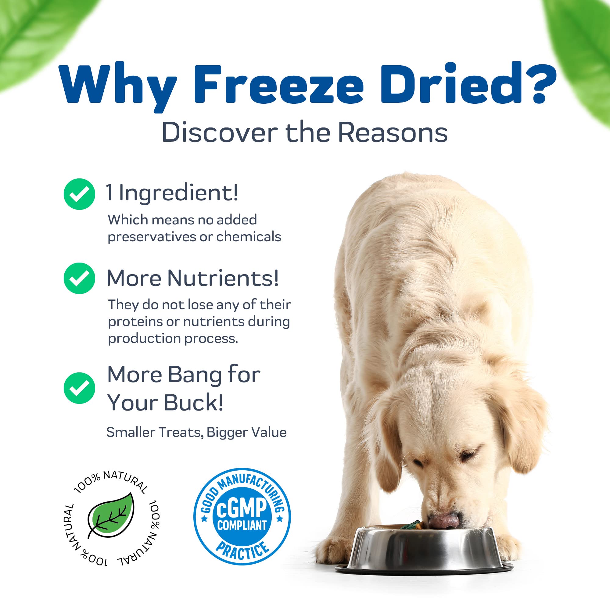 What Does It Mean When A Dog Freezes