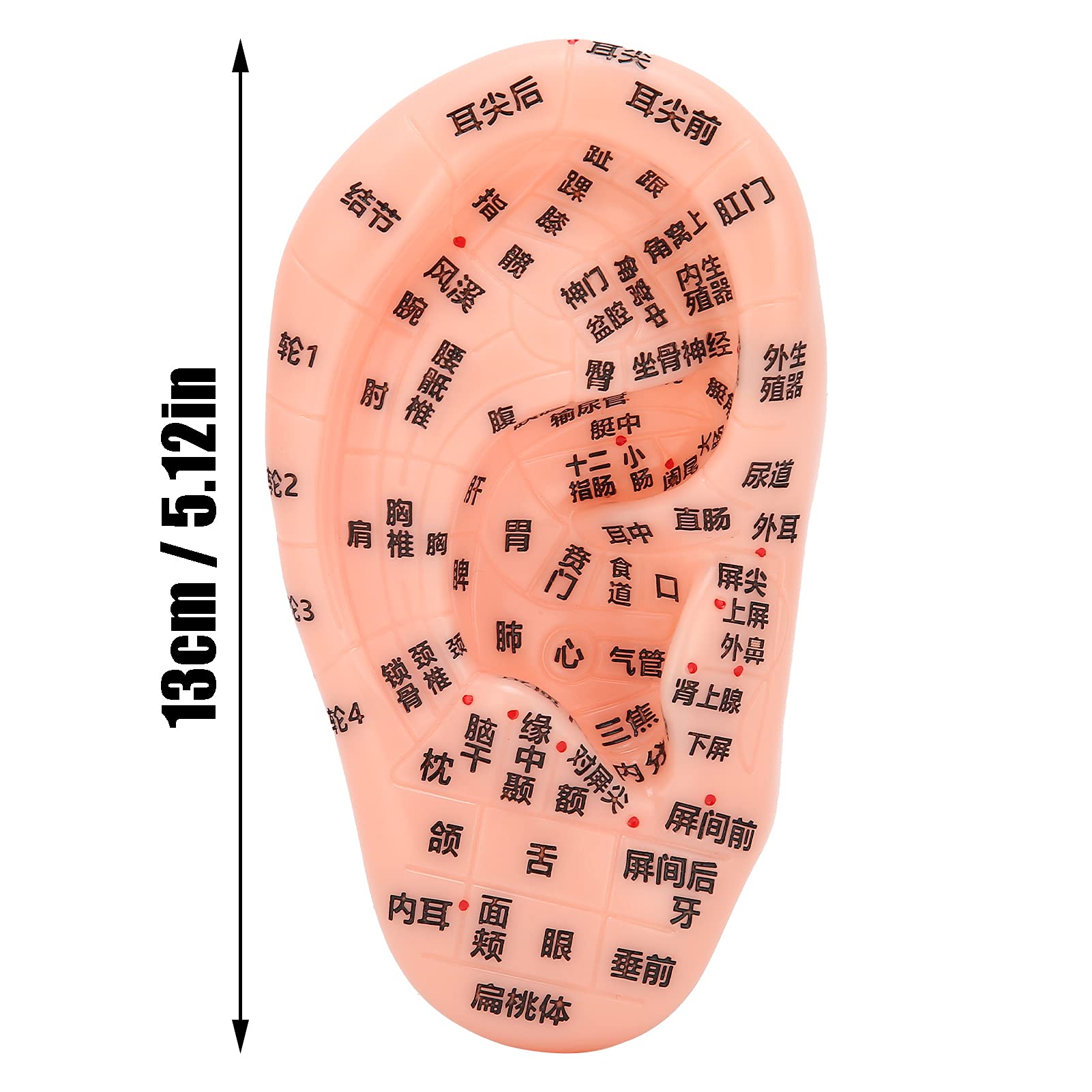 Amazon.co.jp: 耳ツボモデル、耳ゾーンモデル耳ツボ圧力ポイント