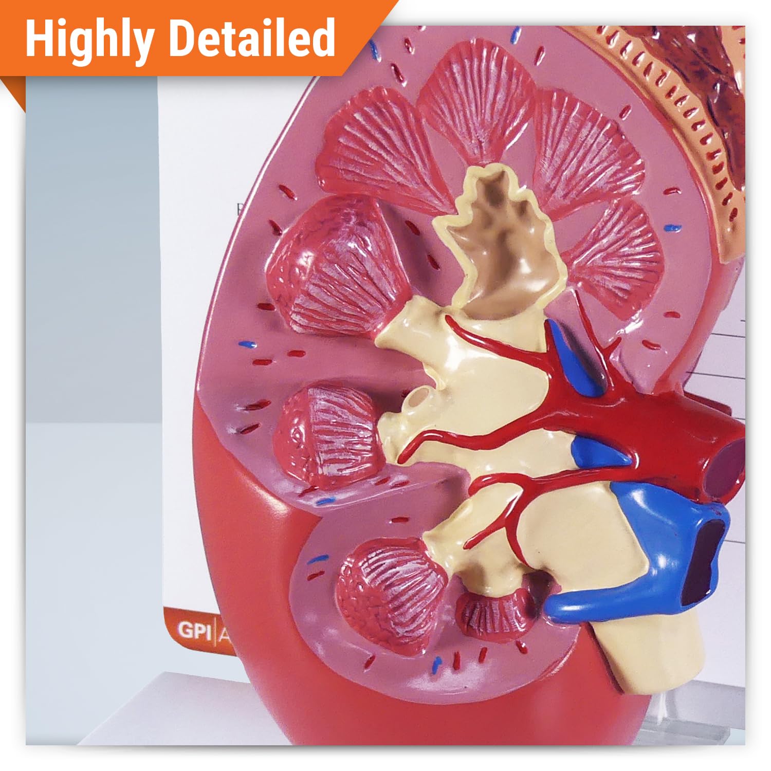 GPI Anatomicals - Kidney Model, Replica of Normal Right Kidney and Adrenal Gland for Human Anatomy, Physiology Education, Anatomy Model for Doctor's Offices and Classrooms, Medical Learning Resources