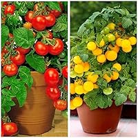 Vista 5 de MOCCUROD 100 Seeds Indoor Cherry Tomato Dwarf Red and Yellow Tomato Rare Vegetable Heirloom Seeds