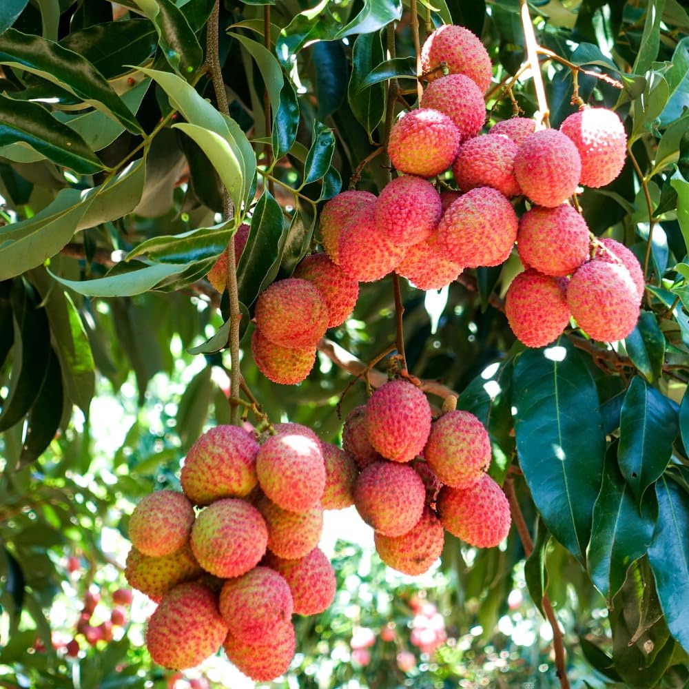 Lychee Fruit Tree, Litchi Plant Live 2 to 3 Feet Tall Well Rooted, Outdoor Planting, No Ship to CA