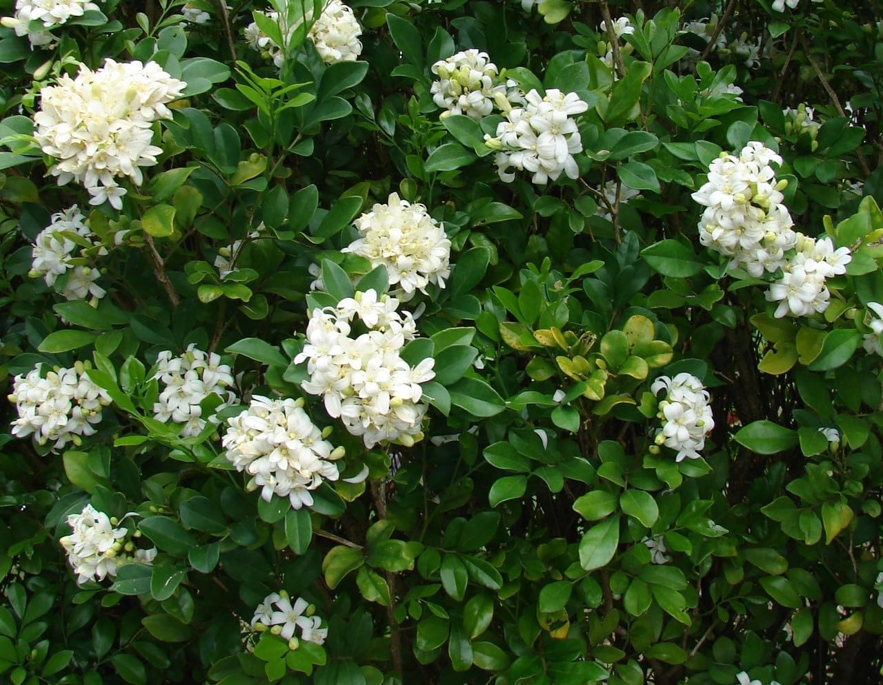 See full amazon price history chart for SEEDTREES All Time Madhu Kamini Flower Plant/Sweet Smelling Kamini Flower Live Plant For Home Garden Pack Of 1 SEEDTREES All Time Madhu Kamini Flower Plant/Sweet Smelling Kamini Flower Live Plant For Home Garden Pack Of 1 (B0DC6SC2LC) Amazon Price History, Amazon Price Tracker
