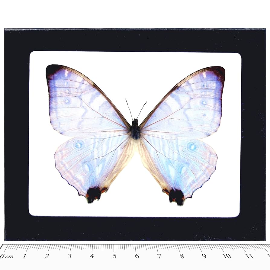 Amazon.com: BicBugs Morpho sulkowskyi Purple Pink Blue