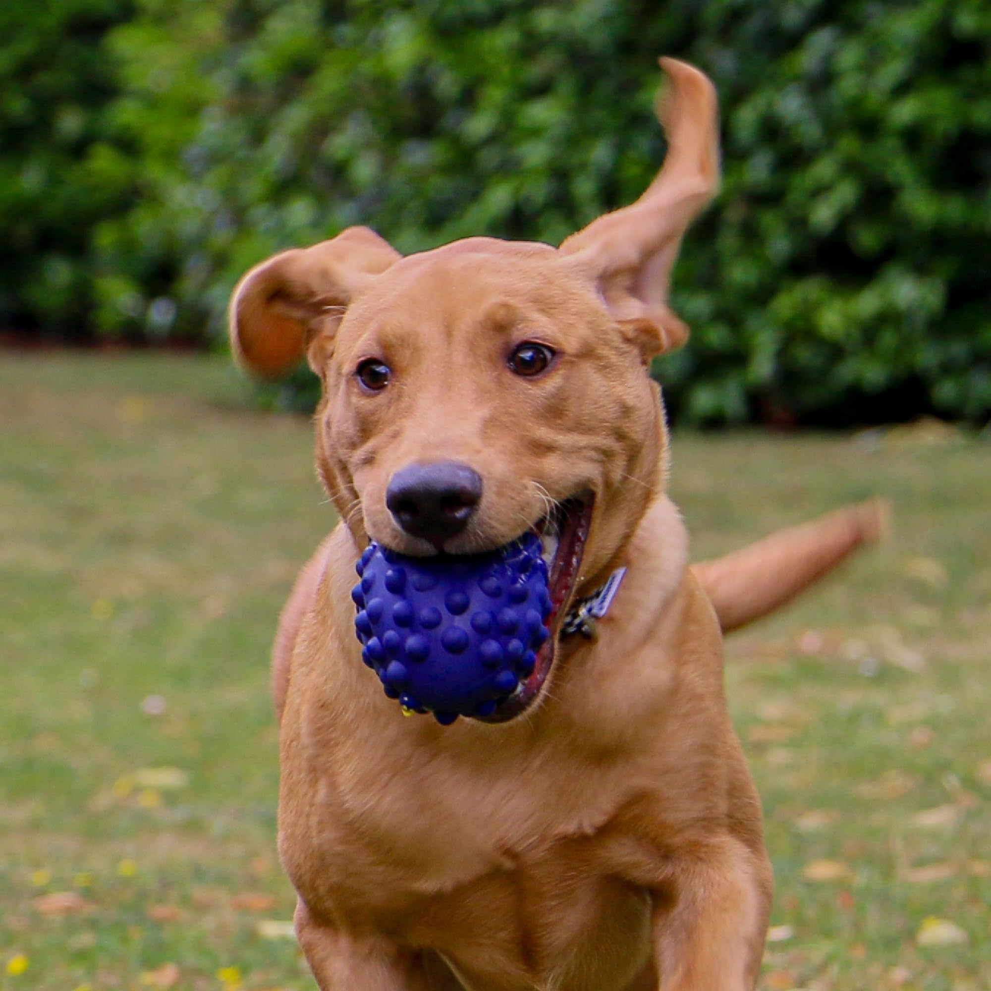 Ancol Robuster Rugbyball für Hunde, leicht, schwimmfähig, interaktiv, ungiftig, für den Außenbereich, robust, langlebig, lustig, hohe Sprungkraft, Haustier-Welpen-Apportierspielzeug