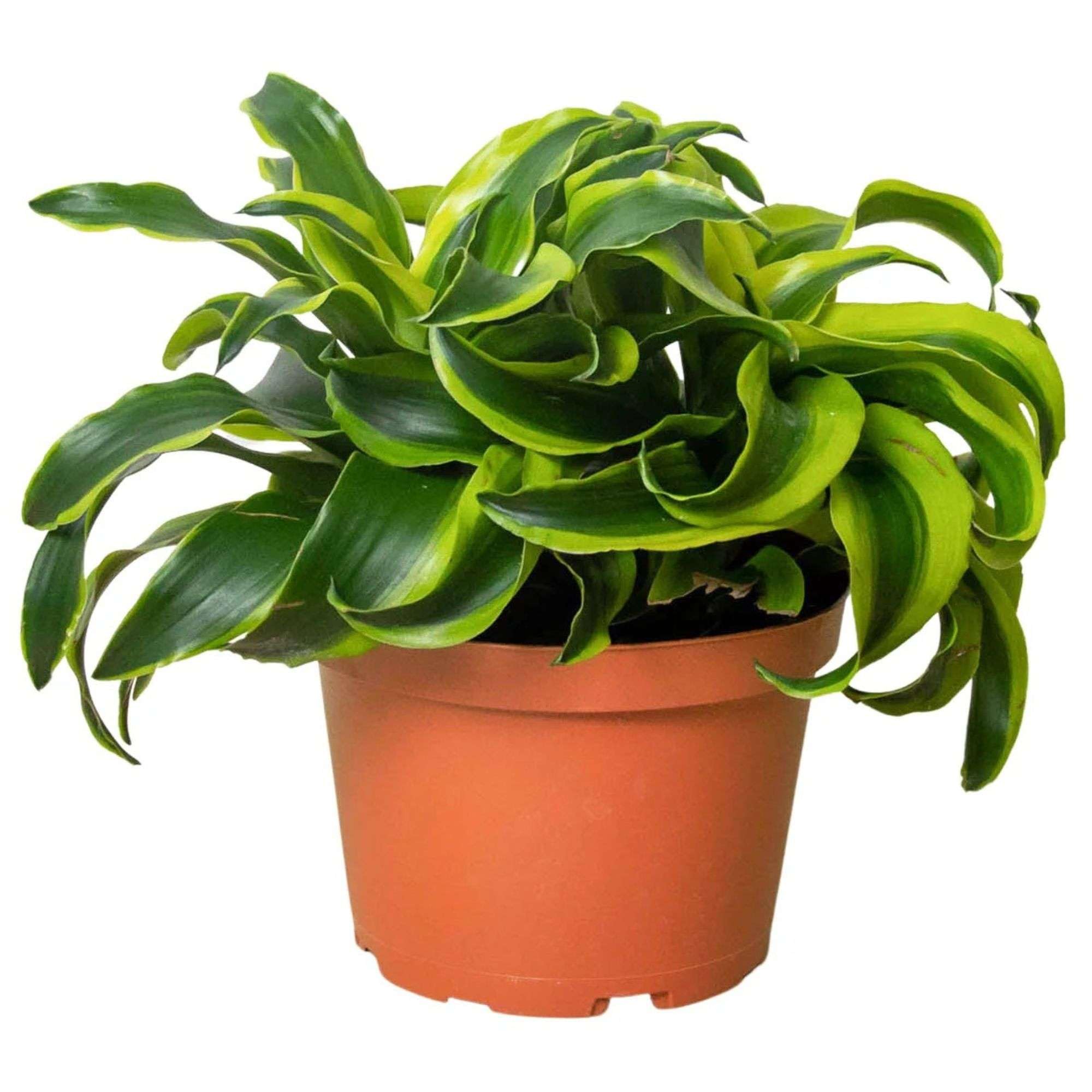Dracaena Tornado Live Plant
