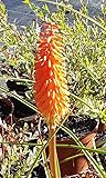 Le Kniphofia uvaria est une petite vivace (100cm x 50 cm) formant des touffes avec des épis floraux tubulaires dans un dégradé de rouge écarlate au jaune orangé de juin à octobre. Vous pourrez la planter en bordure de massif où elle fera sensation. Ell