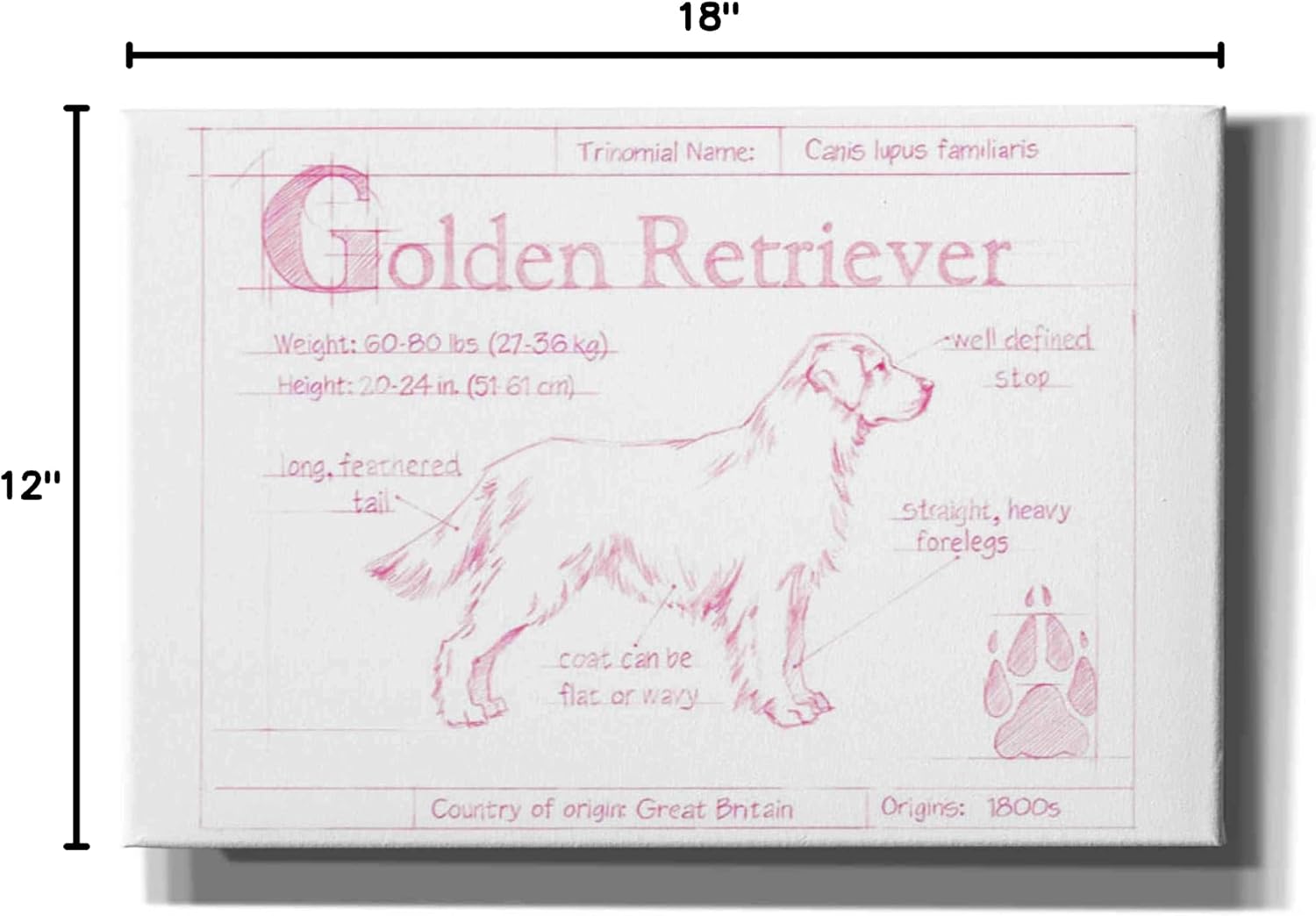 Epic Graffiti 'Blueprint Golden Retriever in Pink' by Ethan Harper Canvas Wall Art, 18"x12"