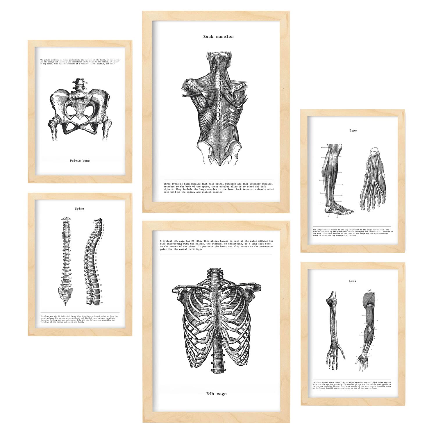 Nacnic Anatomy – Set Of 6 Posters (Muscles, Leg, Arm, Spine, Pelvis). Perfect For Clinics Or Study Rooms. Sizes A3 And A4, With Wooden Frame.