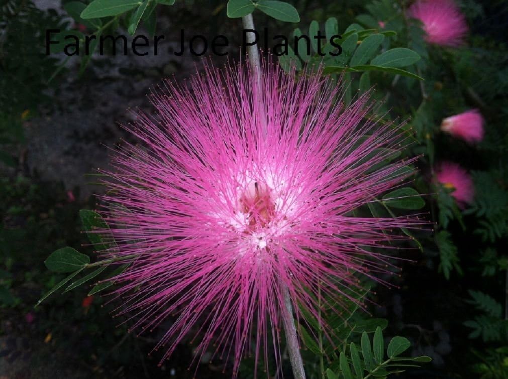 Powder Puff Tree Pink Calliandra haematocephala 1