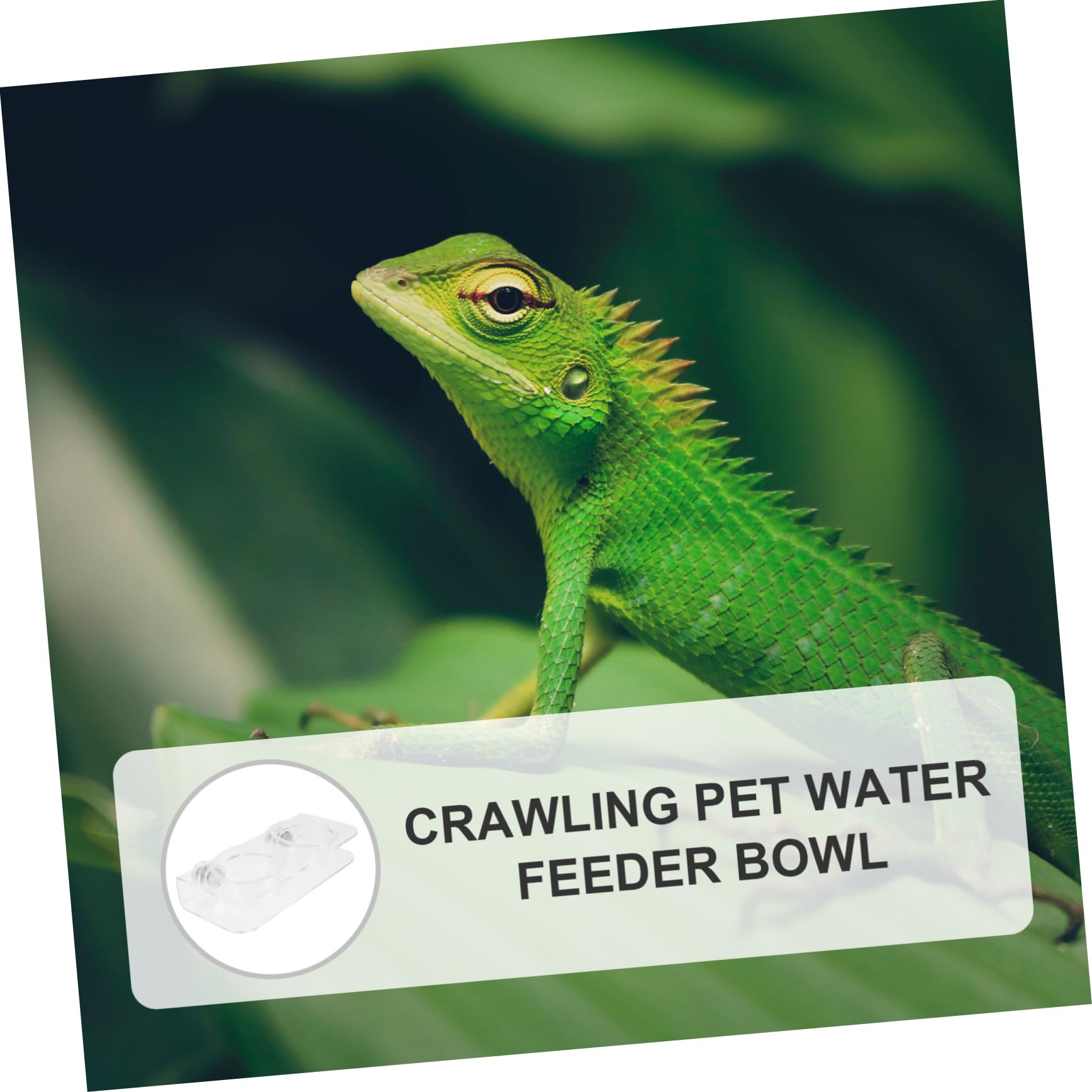 BESPORTBLE 5juegos Cuenco De Alimentación Magnético para Reptiles Comedero De Agua y Comida para Iguana y Tortuga Diseño Espacioso y Tazones Reemplazables para Terrarios De Reptiles