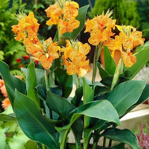 1 x Canna Picasso RHS Award Holder - Large Attractive Foliage with Bright Blooms - for Your Lovely Garden