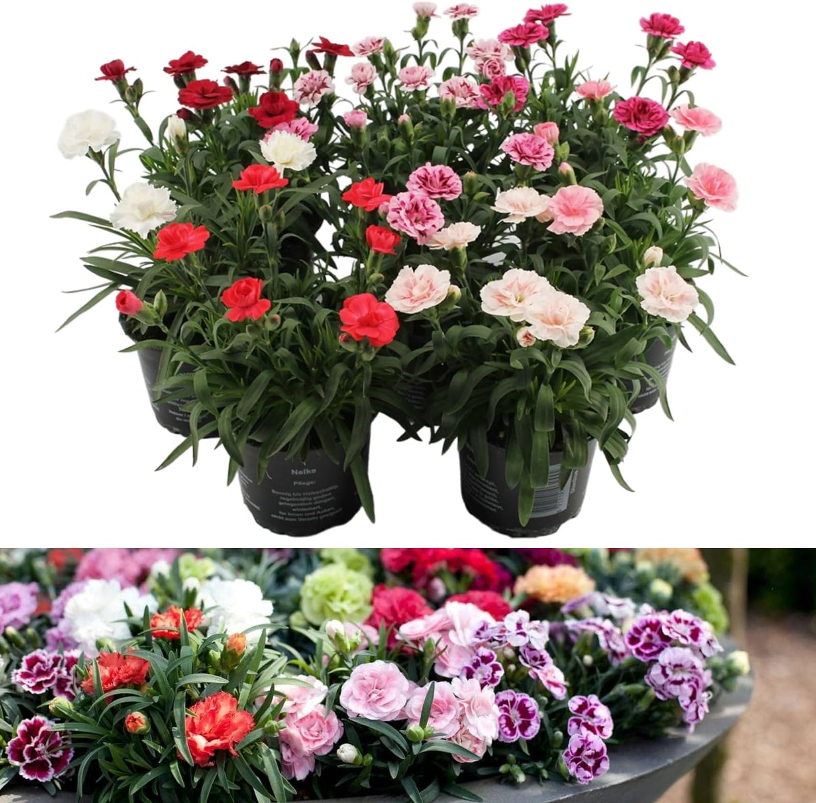 Dianthus 'I Love You' Plant in a 10cm Pot - Stunning Semi Evergreen ...