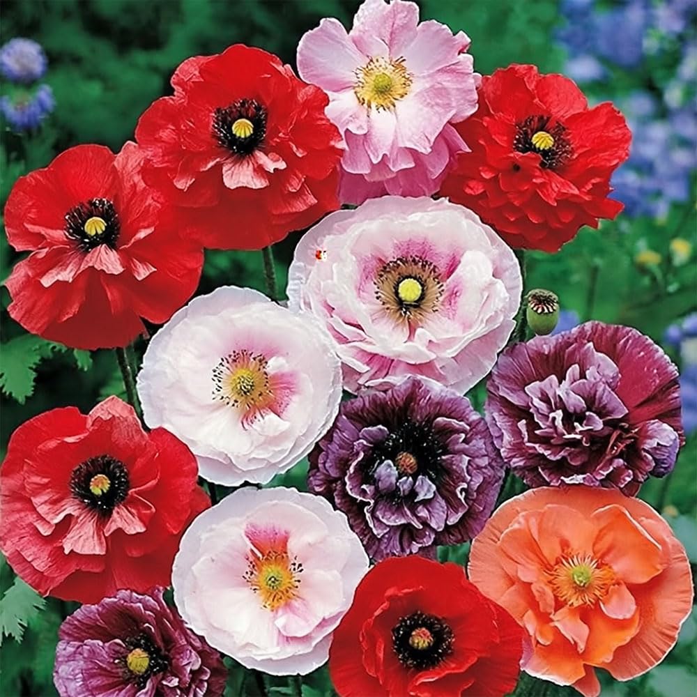 Poppy Dawn Chorus Seeds – Fabulous Blooms, Easily Grown – Hardy Annual – for Your Beautiful Garden