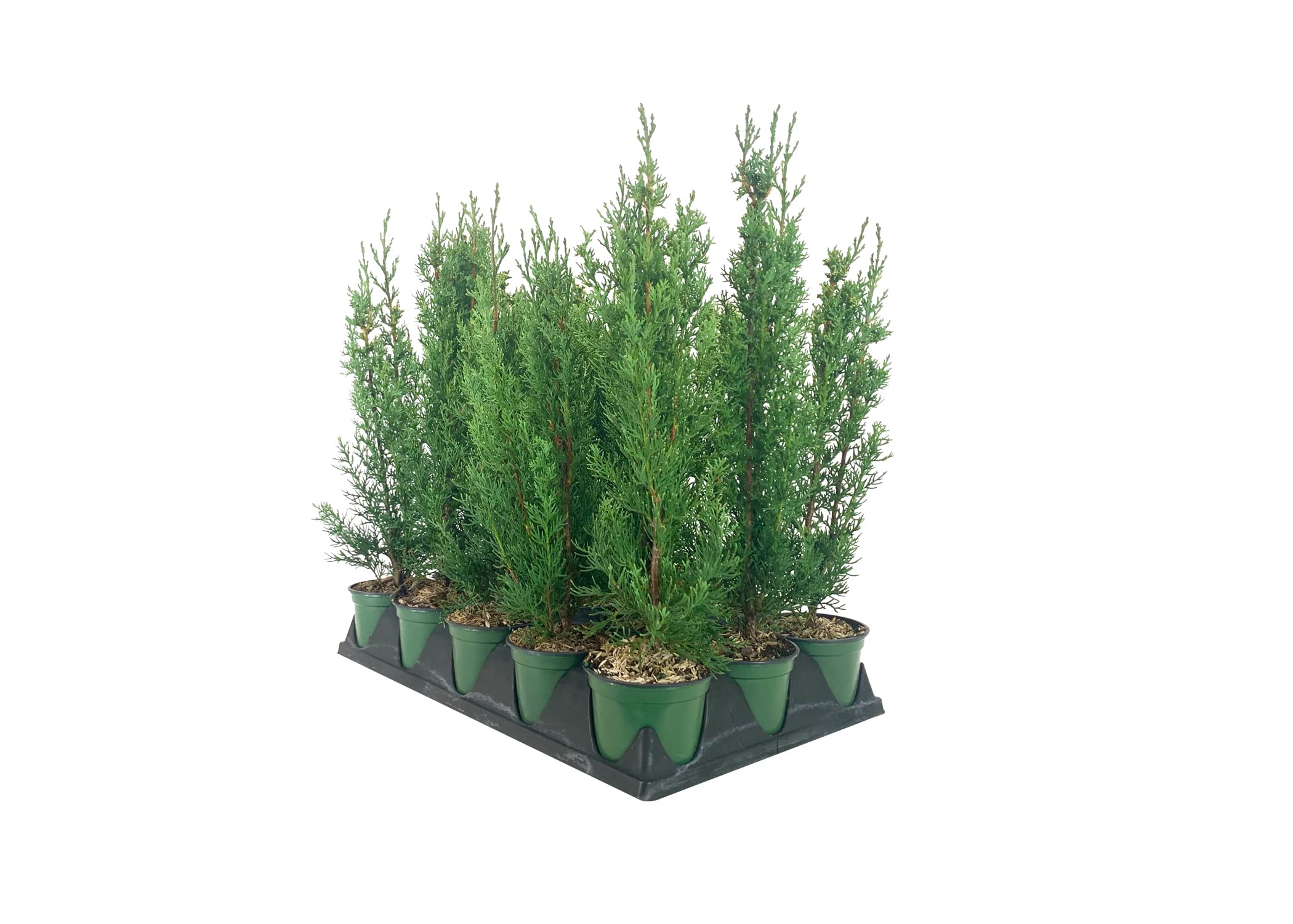 Buy Italian Cypress Tree 3 Live 4 Inch Pots Cupressus Sempervirens
