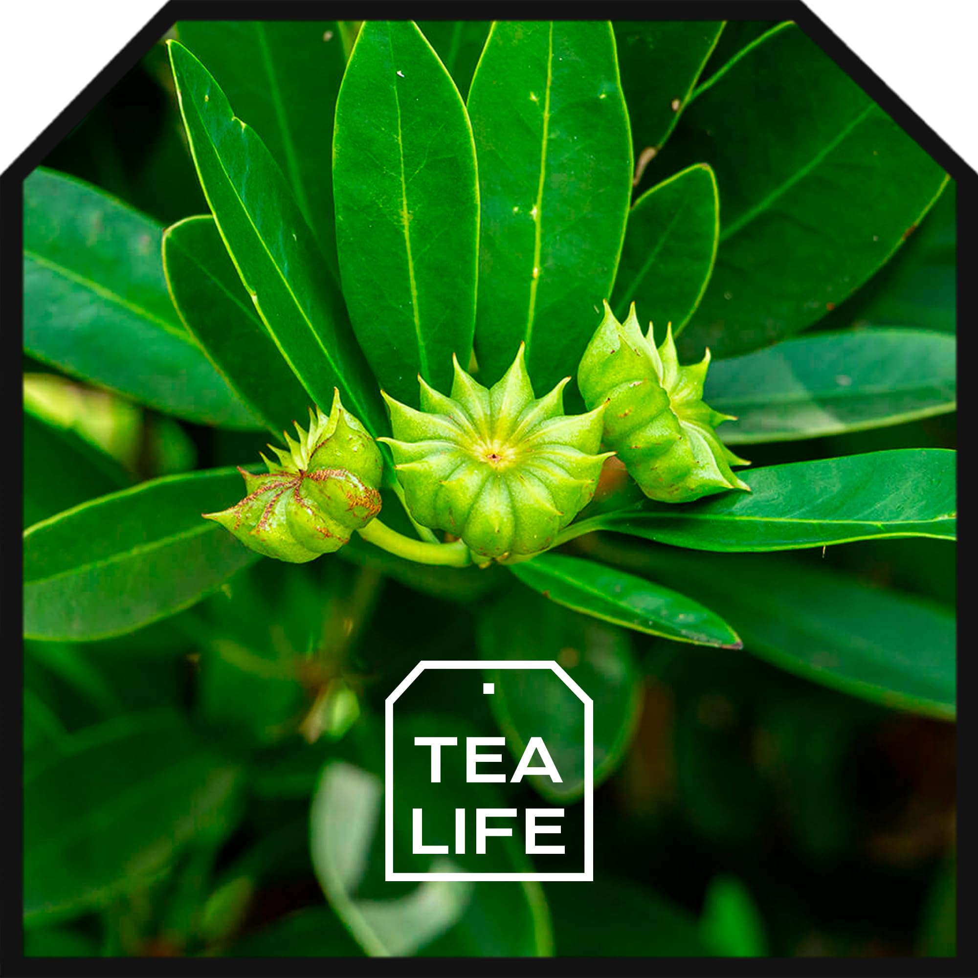 Tea Life Anis Estrellado 800g - Anis Estrellado Entero - Infusion Anis Estrellado - Te de Anis Estrellado - Badiana - Anis Estrellado a Granel - Propiedades Naturales (800 gr)