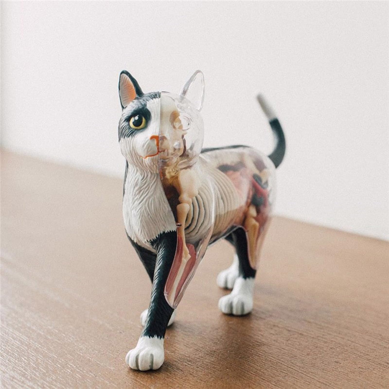 Orano Animale Anatomia Modello 4D Informazioni Gatti Compilazione Insegnamento Giocattolo Anatomia Modello Medico Insegnamento Forniture Per Bambini