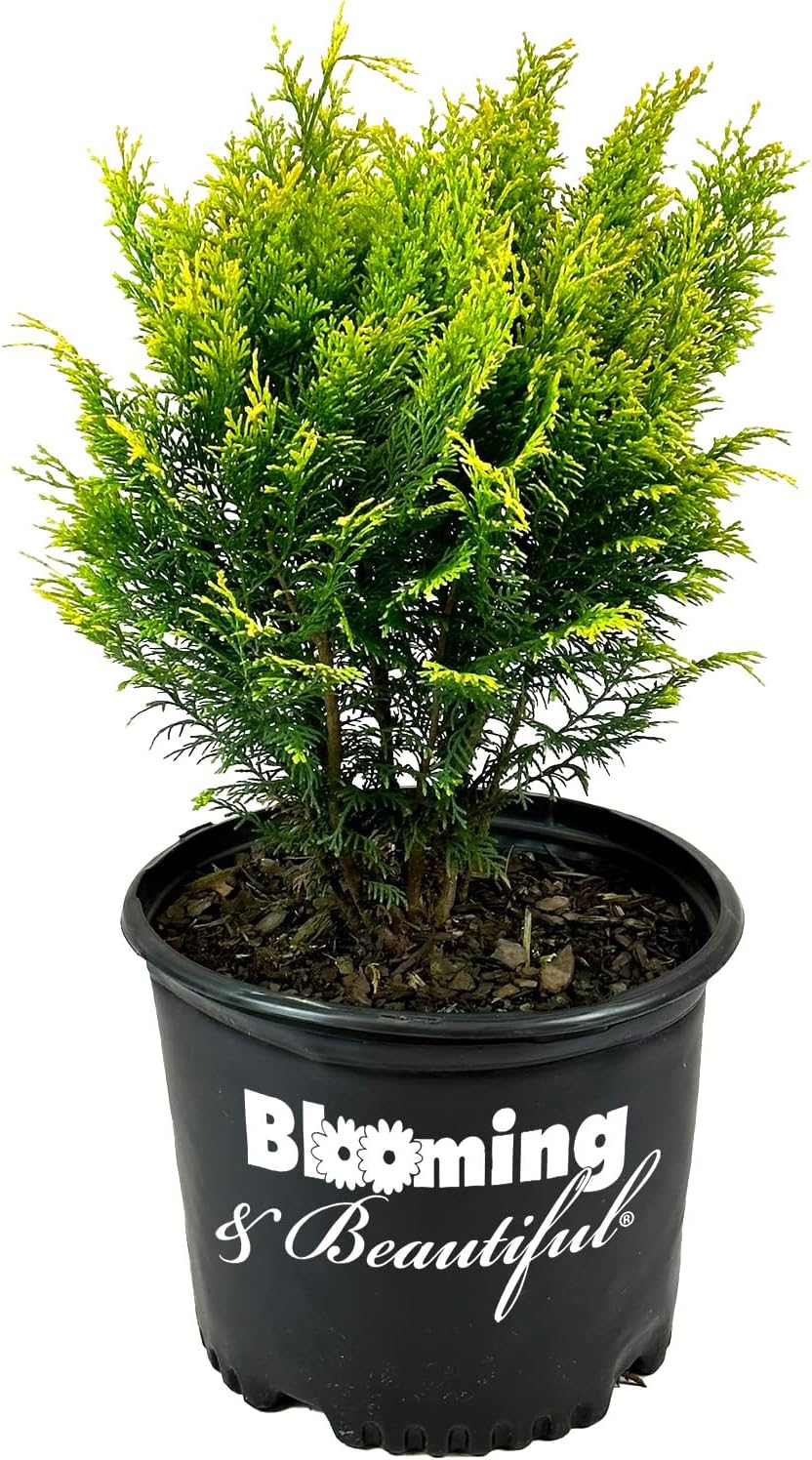 Blooming & Beautiful Night Light Hinoki Cypress 3 gal