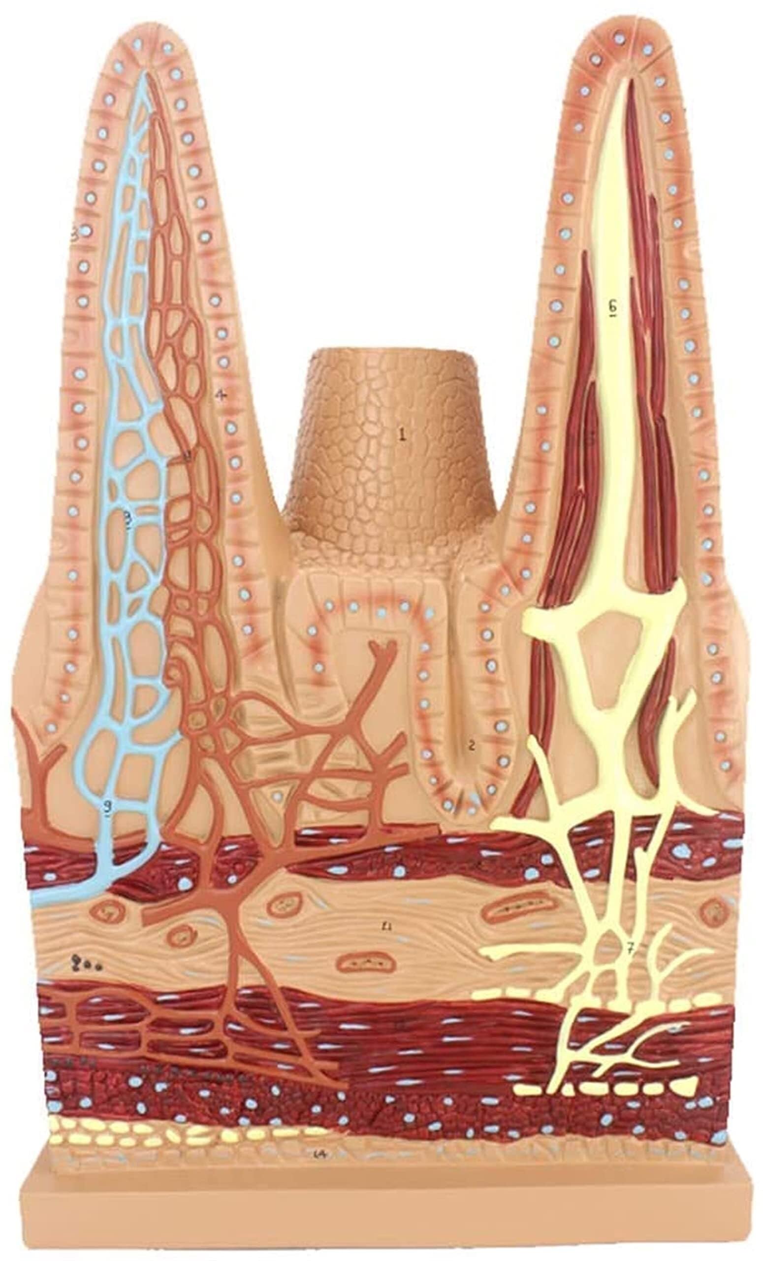 XINGLUOY Digestive system small intestine villi anatomical model human anatomy science medical education training auxiliary medicine