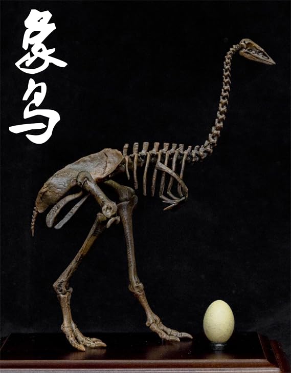 VWUVWU 1:10 Scale Aepyornis Figure Aepyornithidae Skeleton Collector Resin Animal Model GK Dinosaur Decor Gift for Adult (1/10)