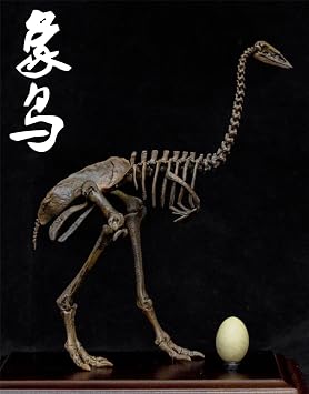 VWUVWU 1:10 Scale Aepyornis Figure Aepyornithidae Skeleton Collector Resin Animal Model GK Dinosaur Decor Gift for Adult (1/10)