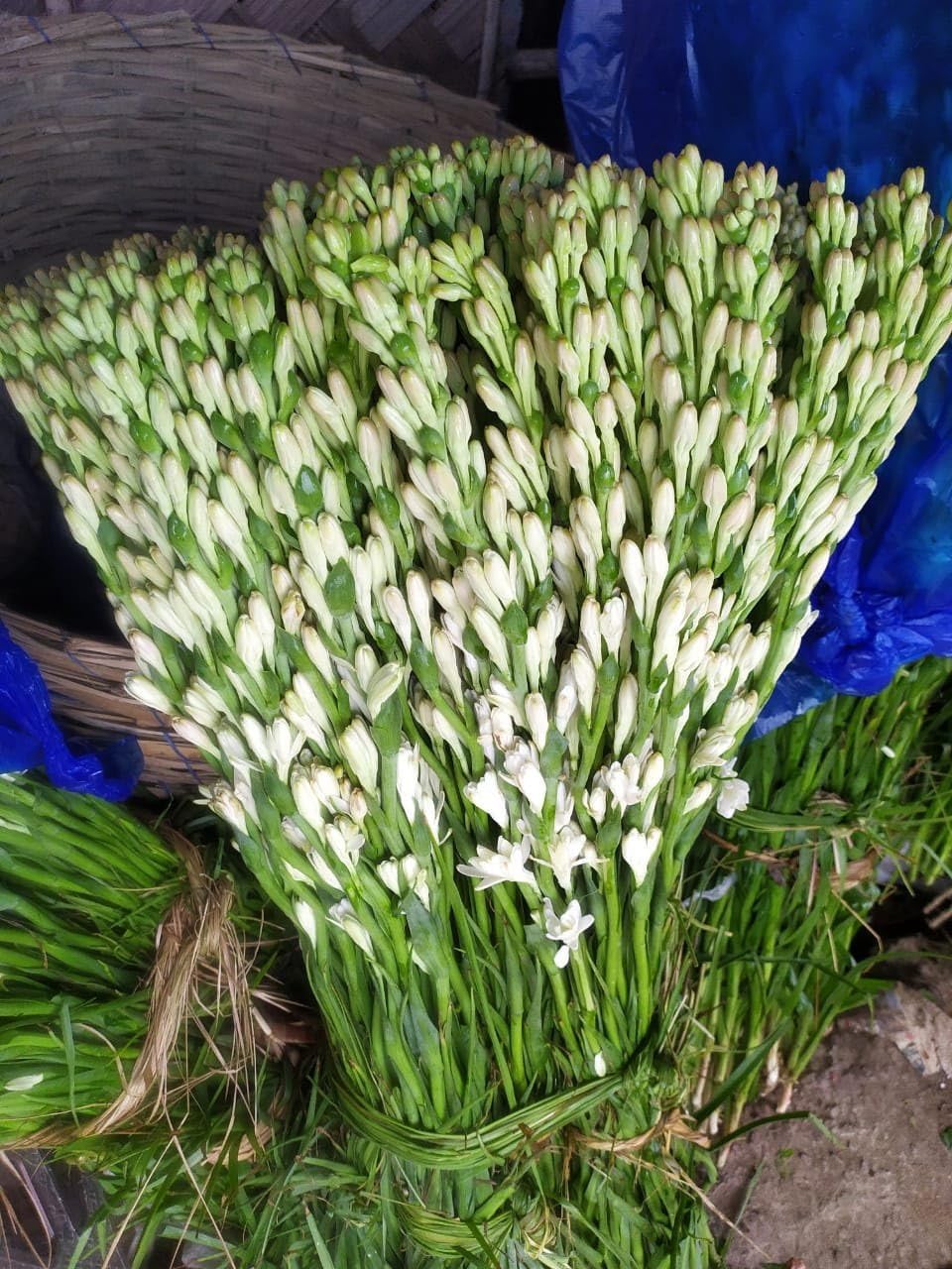 Tuberose (Rajnigandha) Bulbs for Planting – Fragrant Night Blooming Flower – Easy to Grow Garden Bulbs – Pack of 10-image-22