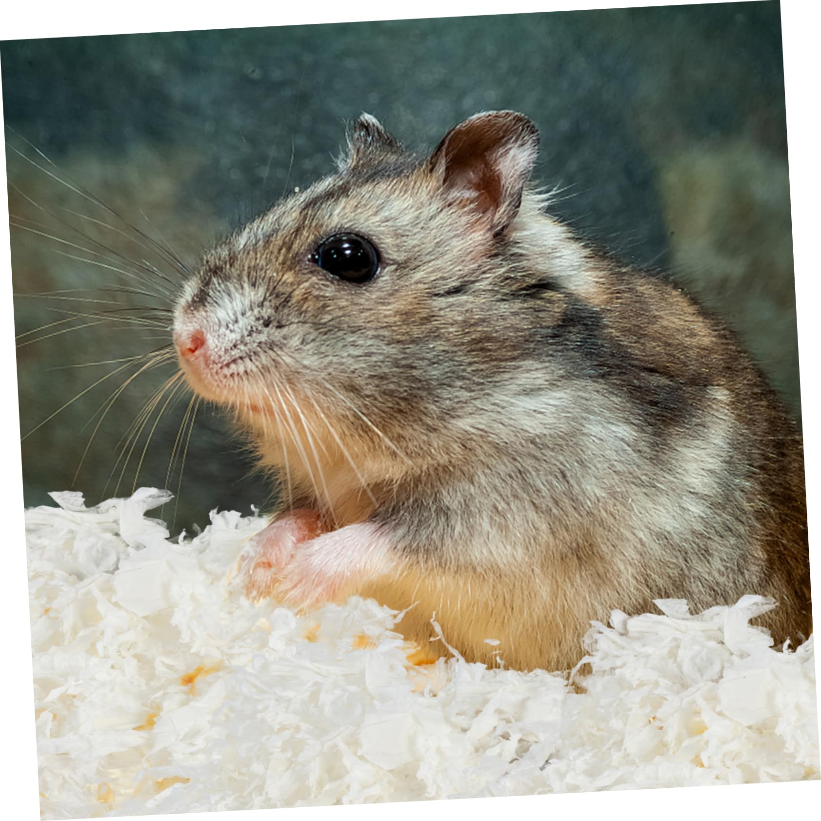 WOONEKY Litière en Papier pour Petits Animaux Absorbante 1 Pack Blanc