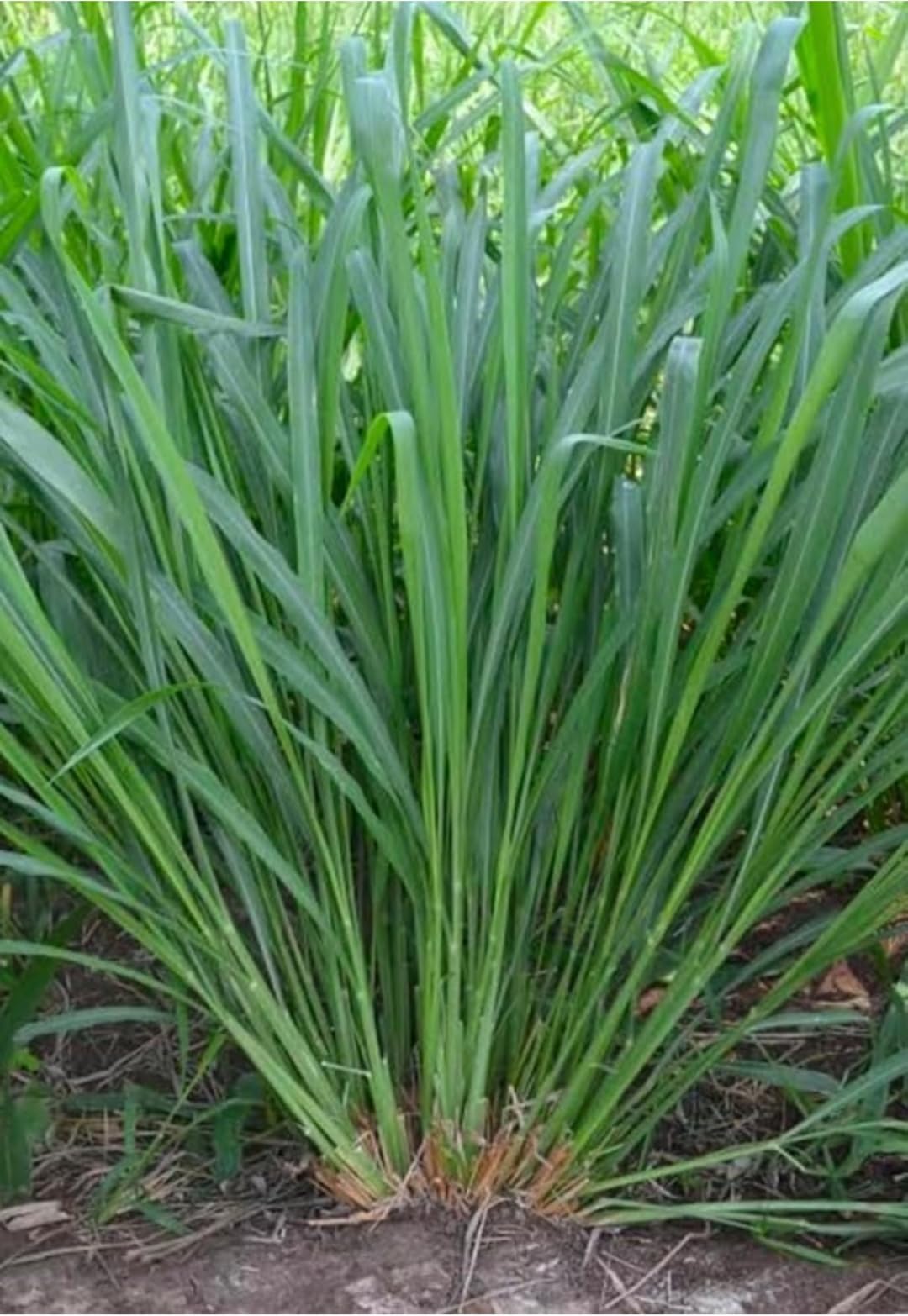 Makkhan Grass Seeds for Animal Feed 100 Grams