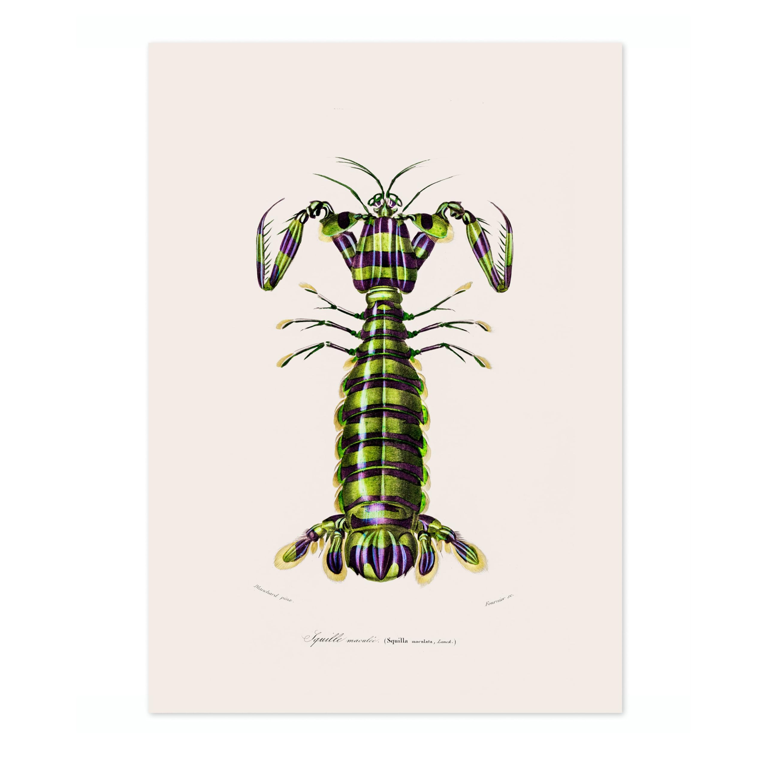 Animato Mantis Shrimp Charles Dessalines D'Orbigny Poster, Vintage Botanical Prints, Encyclopedia Retro Wall Art Home Decor, Archival Matte, 50x70cm (Print Only) - 50x70cm