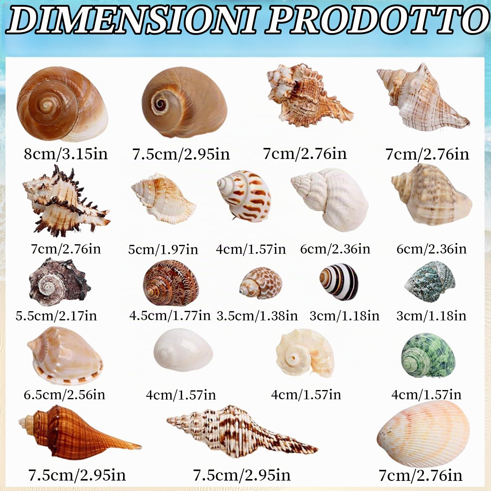 21 Pièces Conchiglie di Mare Naturali, Set di Conchiglie dis Mare, Decorazioni Acquario Conchiglio Miste da Spiaggia, 3-9 CM Acquario Piccolo Conchiglia Per Shell Decorazione Acquarios