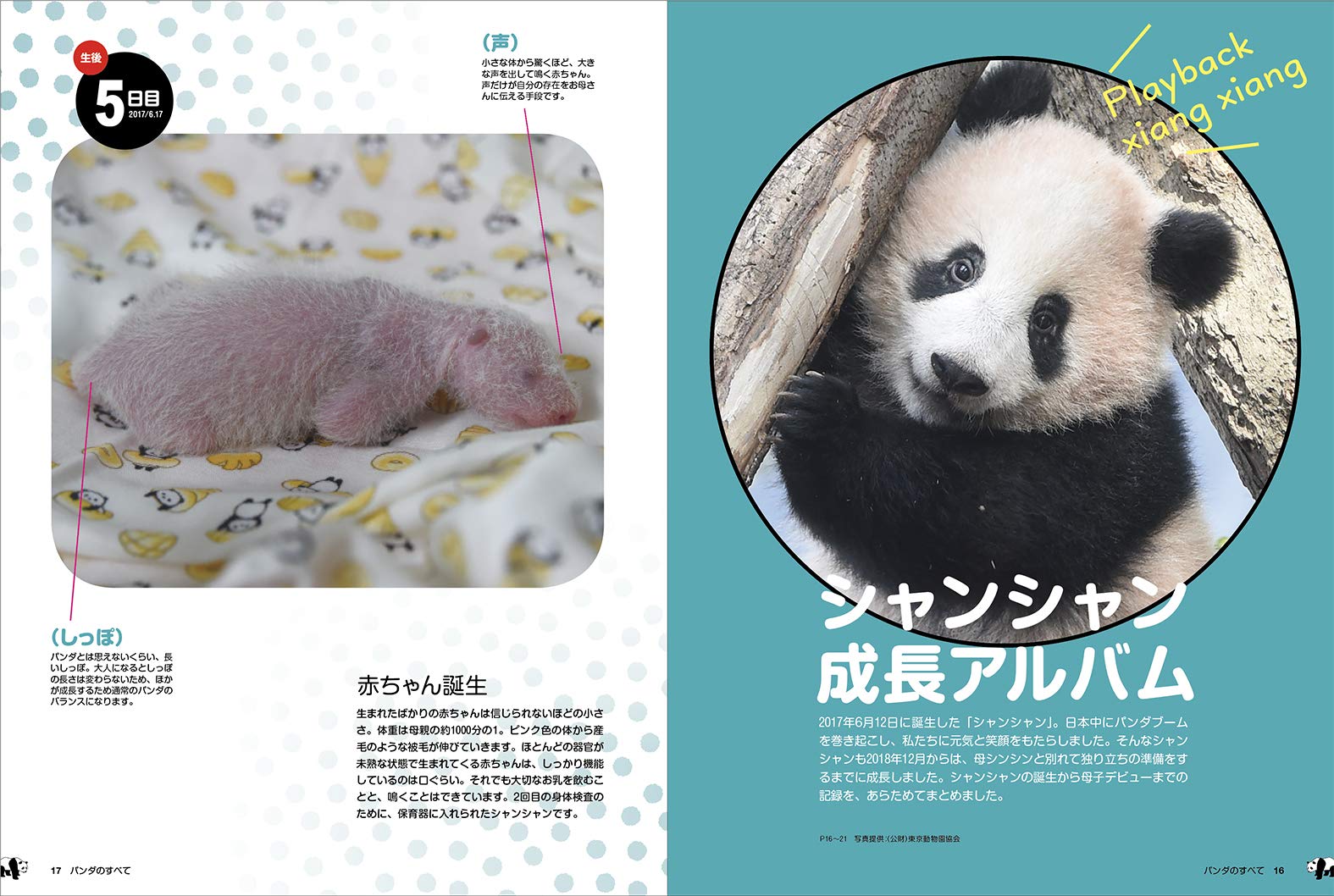 愛くるしすぎるイキモノ パンダのすべて 廣済堂ベストムック 今泉忠明 本 通販 Amazon 愛くるしすぎるイキモノ パンダのすべて 廣済堂ベストムック 今泉忠明 本 通販 Amazon
