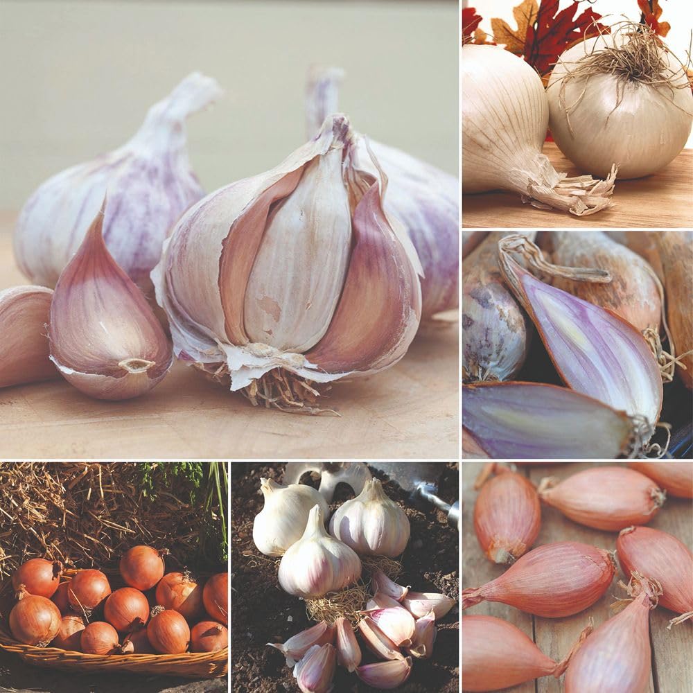 Autumn Planting Onion Garlic Shallot Collection – 250g Snowball & Shakespeare Onions – Griselle & Longor Shallots – Germidour & Kingsland Wight Garlic – by Thompson and Morgan