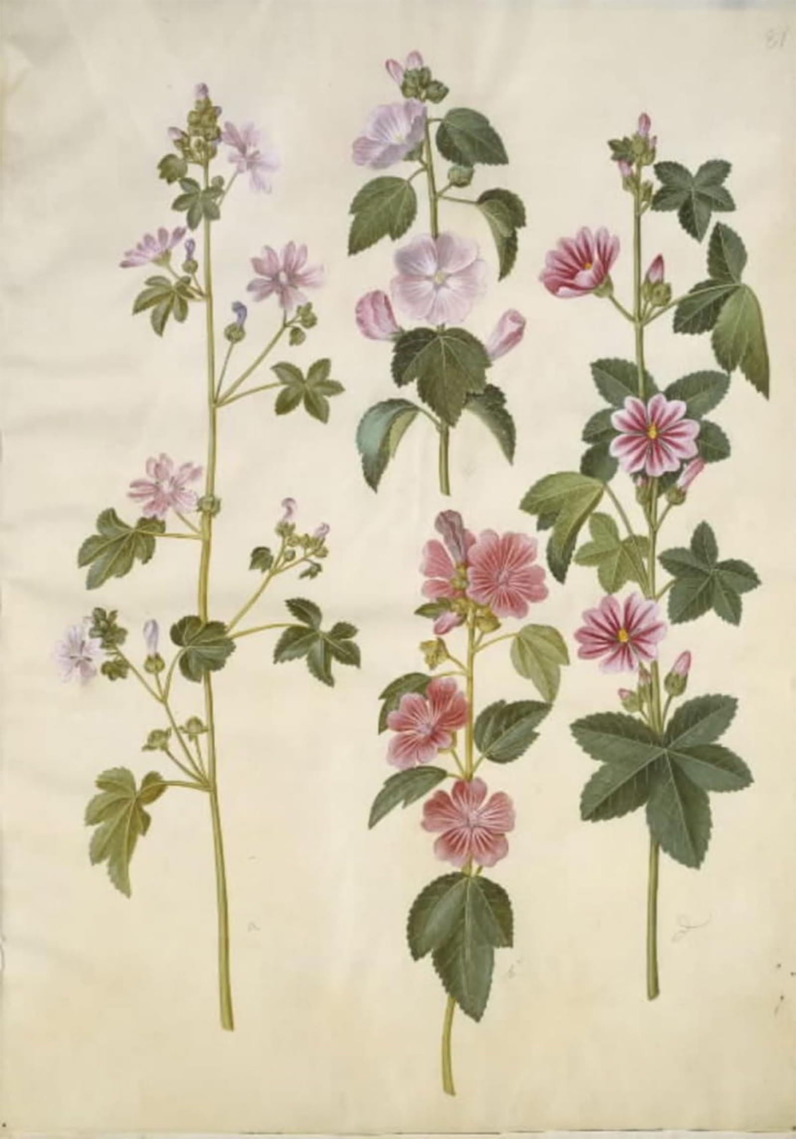 SERENDIPITP Abstract Painting Mural Print Picture Wall Decor Painting Malva Sylvestris by Hans Simon Holtzbecker Vintage Wall Artwork for Home Decor 60x90cm