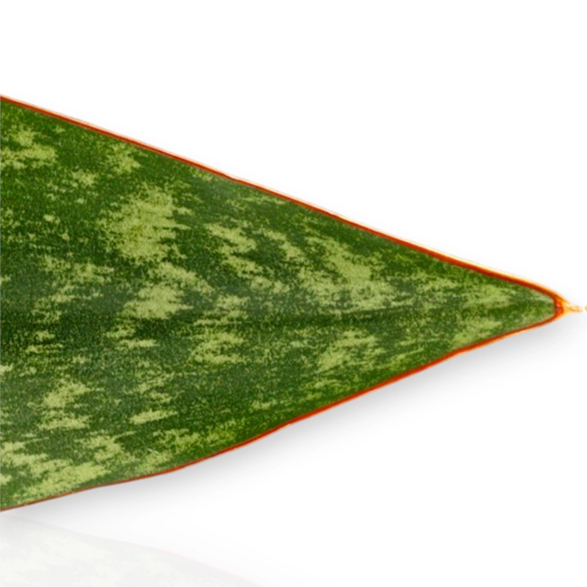 Sansevieria jamaiquina 'Queen' - Pianta Ornamentale da Interno, Verde, Vaso 14 cm, 1 Pianta