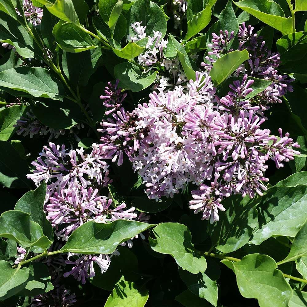 Brighter Blooms - Miss Kim Lilac Shrub, 1 Gallon - No Shipping to AK, AZ, HI