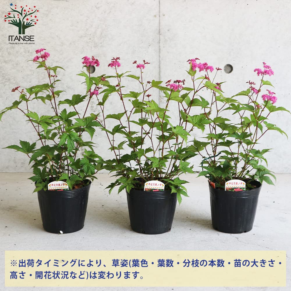 Amazon.co.jp: 京鹿の子(赤花種) 4.5号ポット【品種で選べる花木苗/1個 