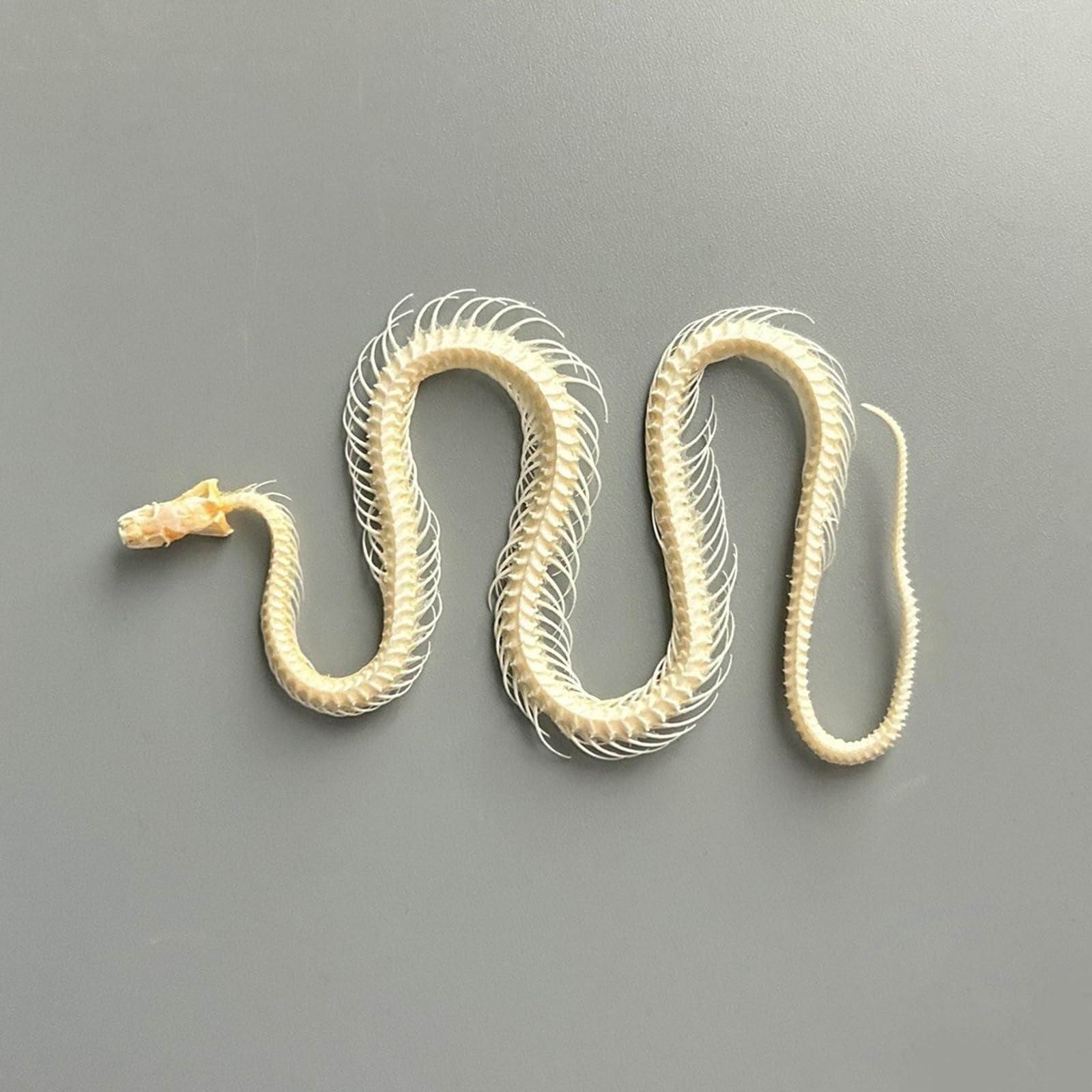 Auténtico espécimen de hueso de serpiente y animal para proyectos de arte, educación e investigación